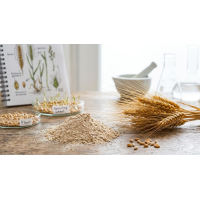 Ancient Grains vs. Modern Wheat: What Science Says About Gut Health