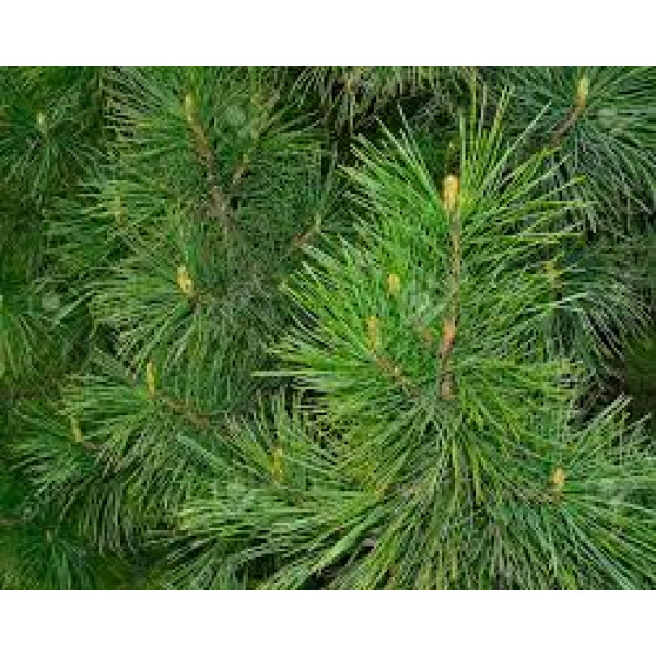 PINEWOOD scented incense in grains