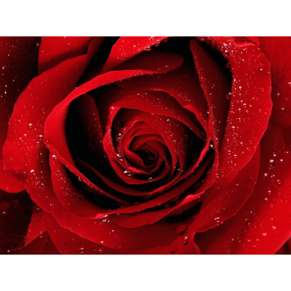 Extra perfumed incense ROSE in grains