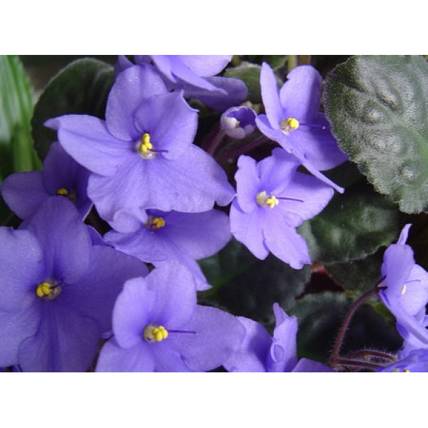 VIOLET scented incense in grains