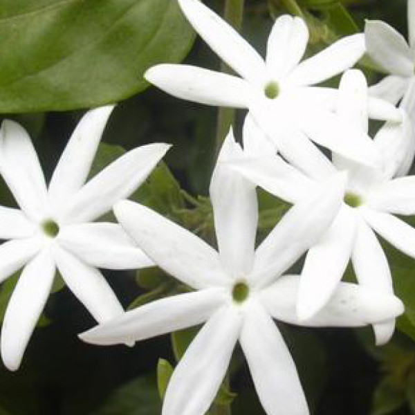 Extra perfumed incense JASMIN in grains