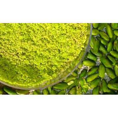 SICILIAN MEAL OF PISTACHIOS - 3,53 Oz.