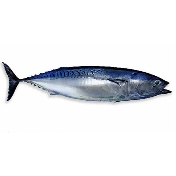 Tuna Tombarello in olive oil 300 gr can.